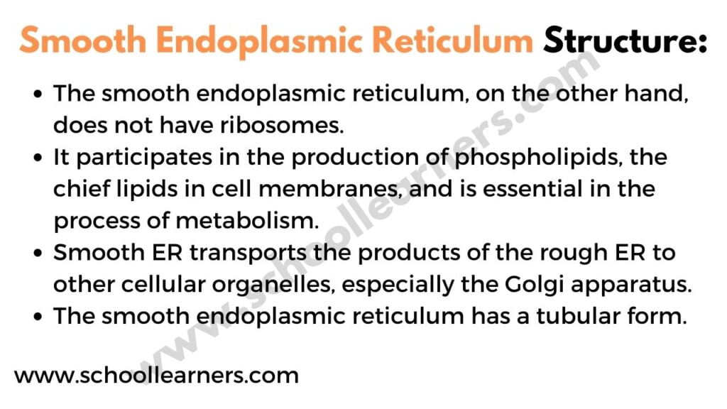 Smooth Endoplasmic Reticulum Structure
